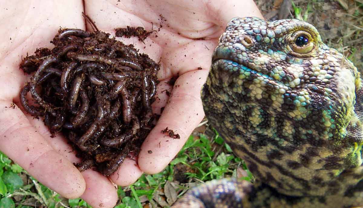 What Does Gut Loading an Insect Mean?