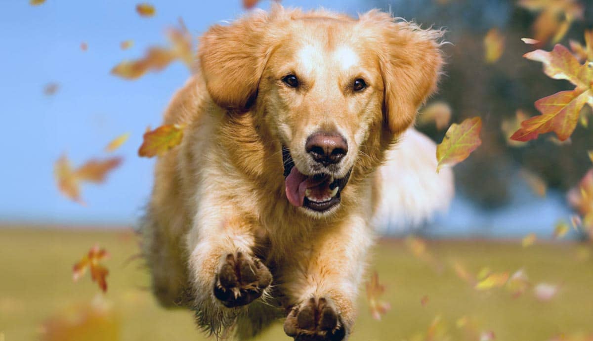Why Do Dogs Get the Zoomies?