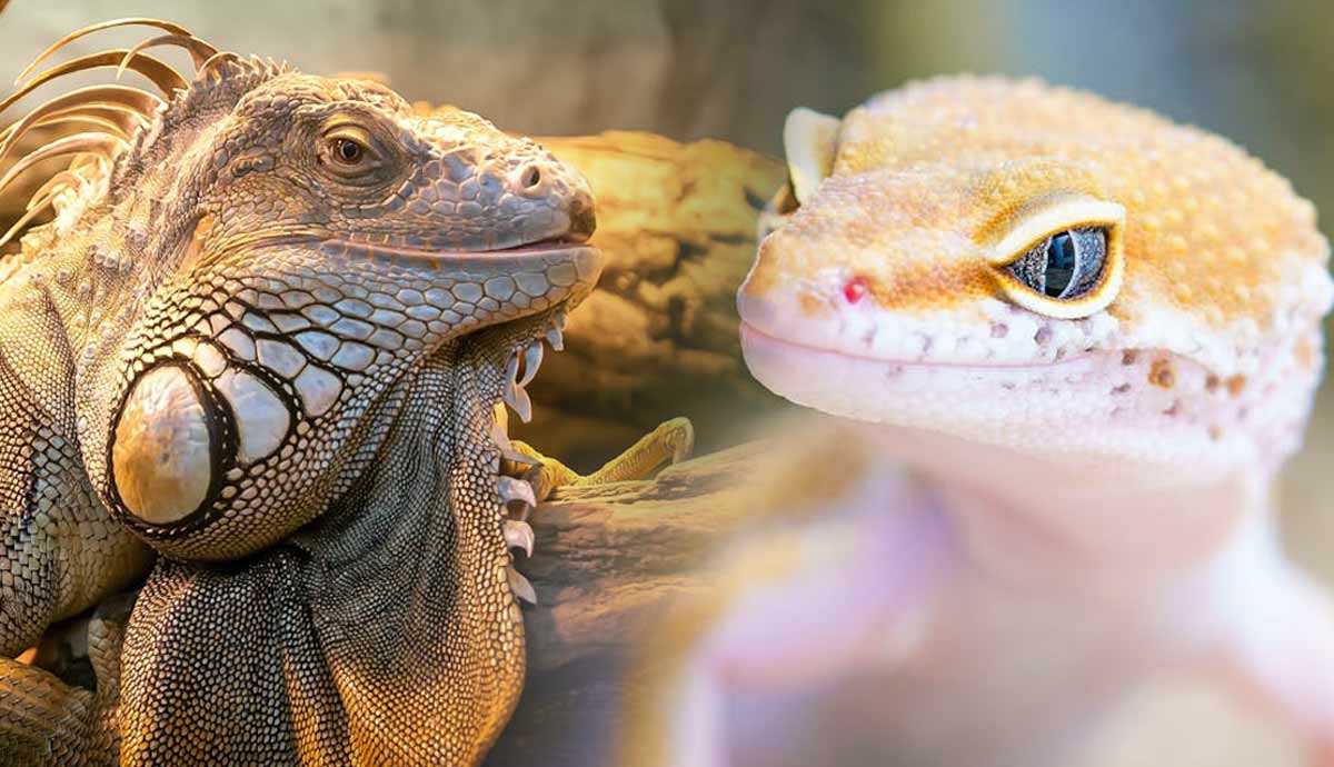 Will My Pet Lizards Eat Each Other?