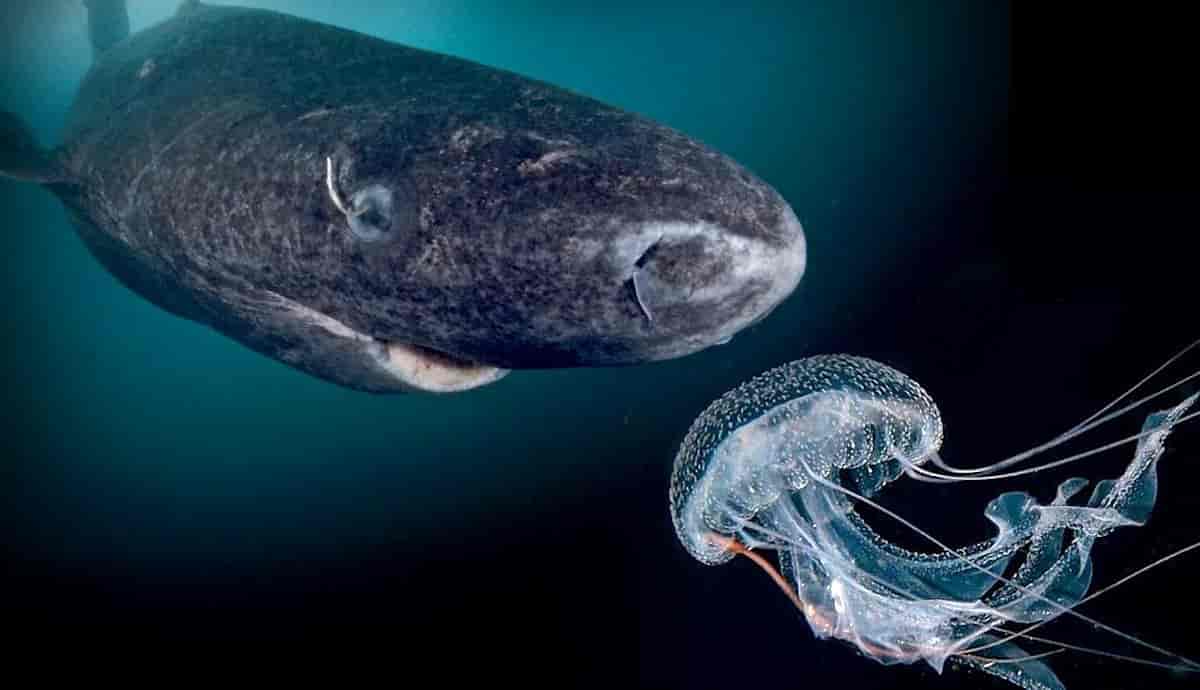 4 Lesser Known Shark Species | PetMojo