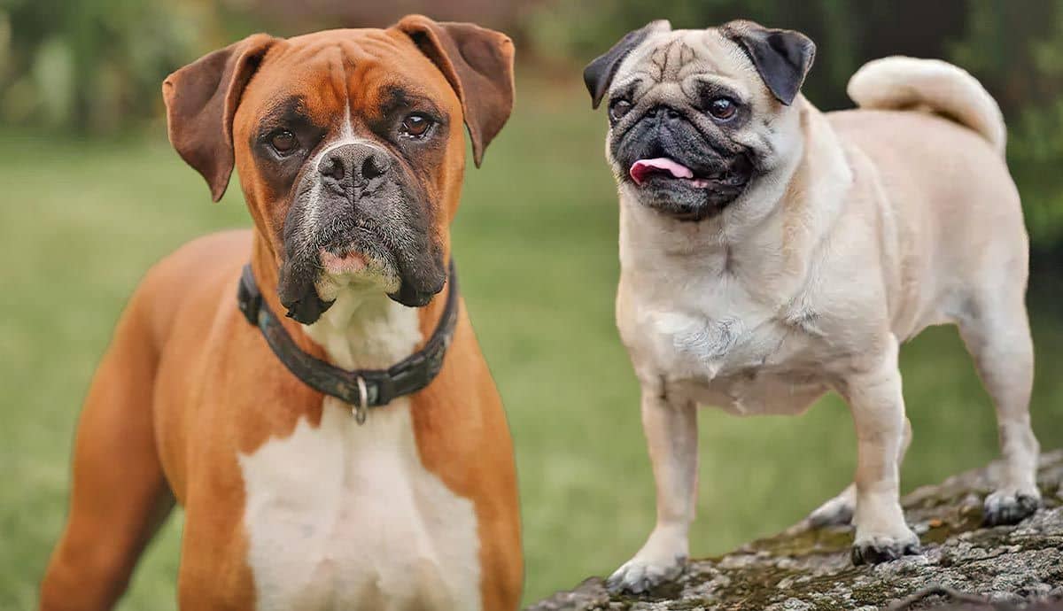Dolichocephalic Races What Are Dolichocephalic Dogs? | PetMojo
