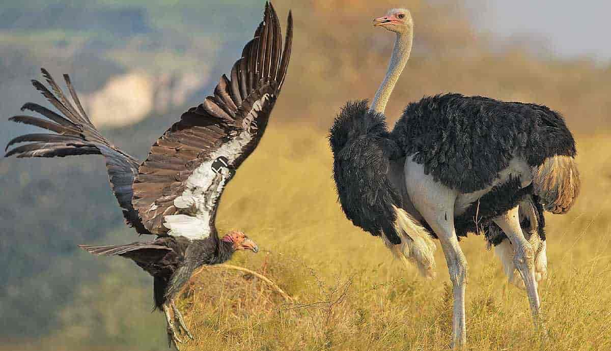 Misconceptions And Realities Are Vultures Dangerous PetMojo misconceptions-and-realities-are-vultures-dangerous-petmojo