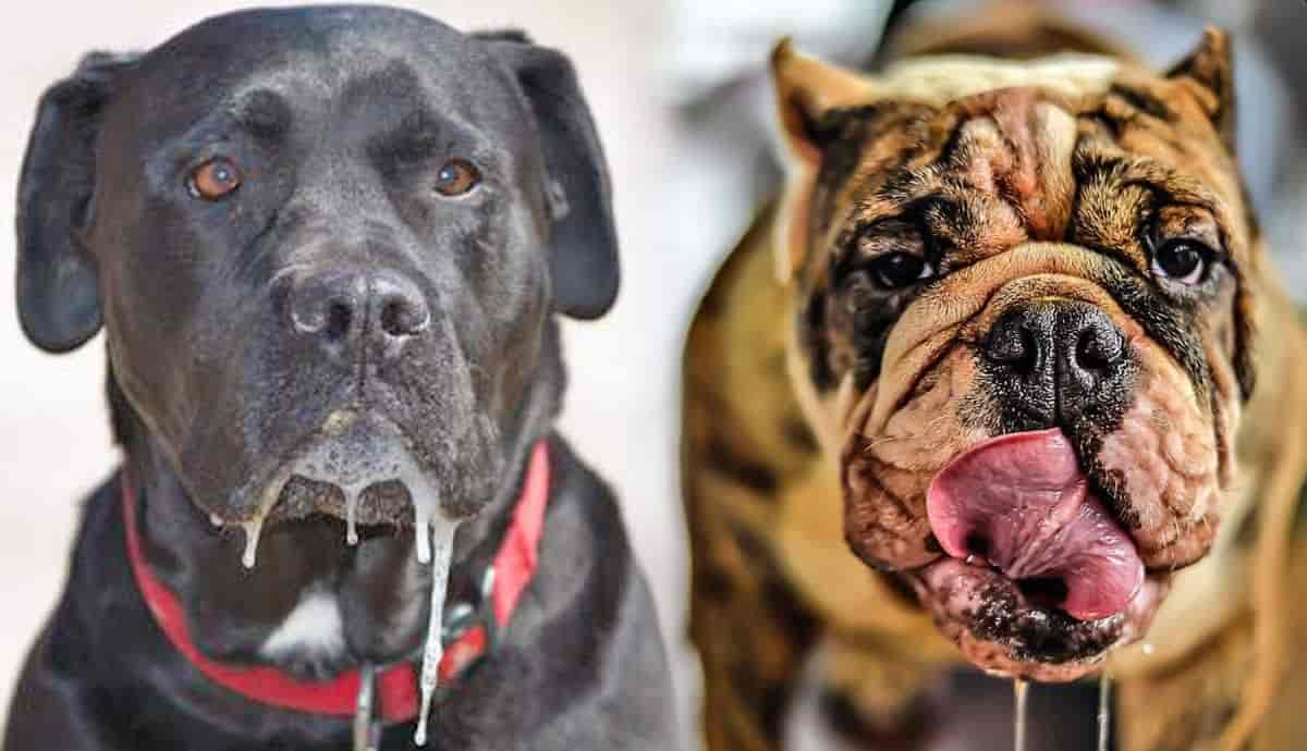 Predatory Instincts Understanding Why Dogs Chase Cats PetMojo predatory-instincts-understanding-why-dogs-chase-cats-petmojo