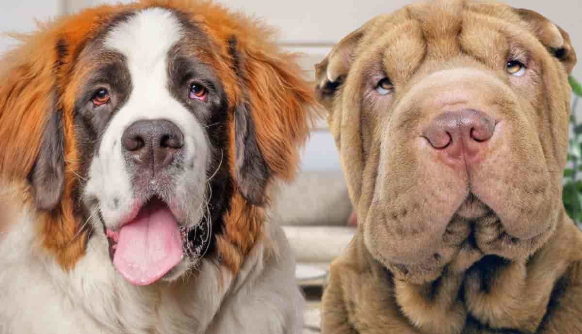 5 Of The Largest Dog Breeds PetMojo 5-of-the-largest-dog-breeds-petmojo