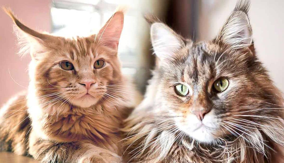 8 Most Affectionate Cat Breeds PetMojo 8-most-affectionate-cat-breeds-petmojo