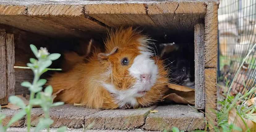 Guinea Pig Cage Winter Preparation Checklist photo