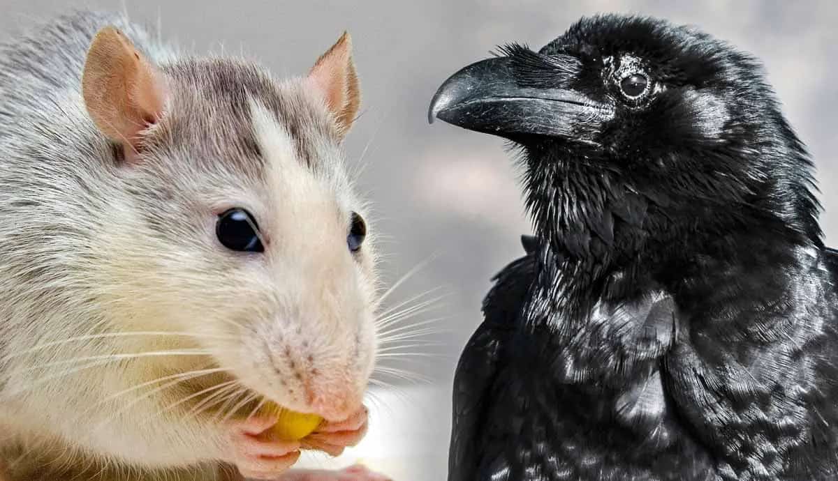 Most Intelligent Creature 5 Most Intelligent Animals on Earth | PetMojo