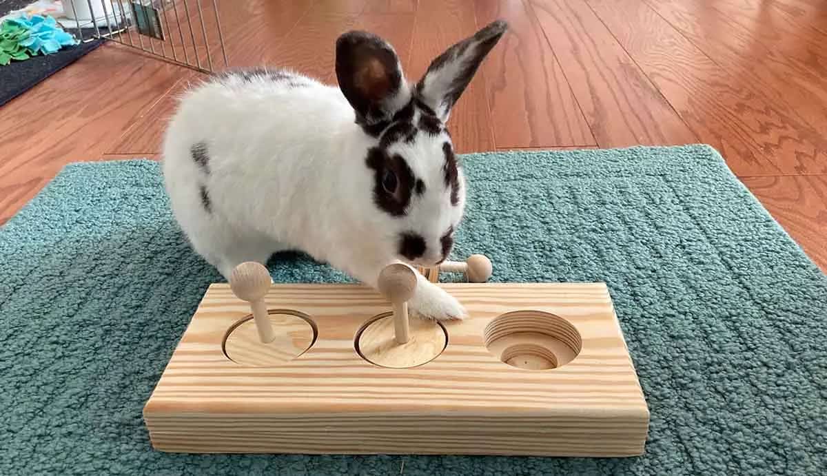 6 Simple Enrichment Ideas for Your Pet Rabbit | PetMojo