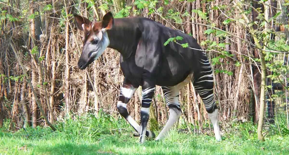 5 Amazing Facts About the Okapi | PetMojo