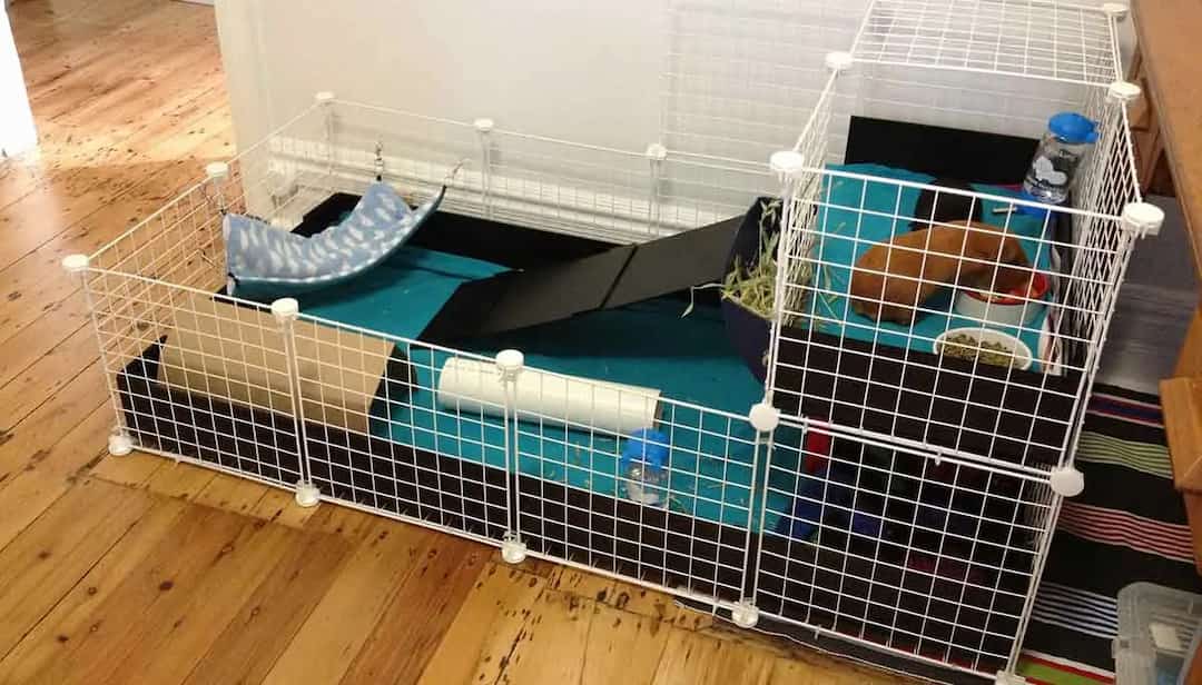 Setting Up Your Guinea Pig Cage A Complete Guide PetMojo setting-up-your-guinea-pig-cage-a-complete-guide-petmojo
