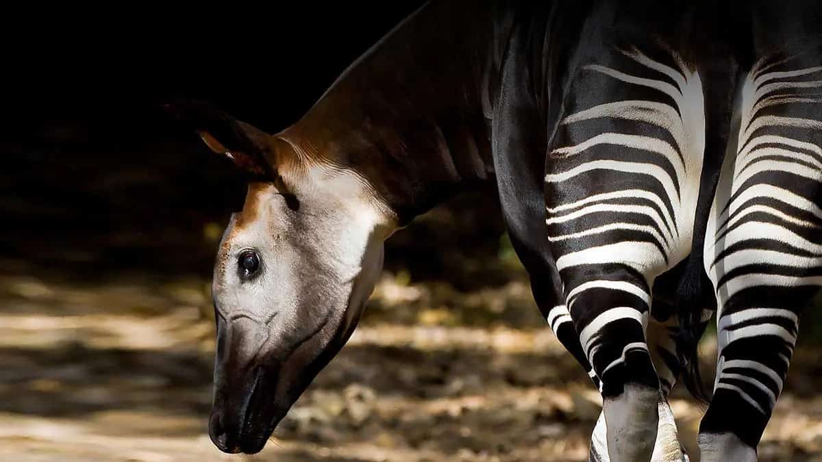 5 Amazing Facts About the Okapi | PetMojo