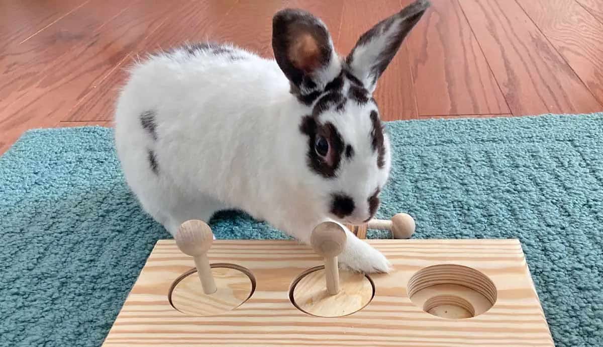 6 Simple Enrichment Ideas for Your Pet Rabbit | PetMojo