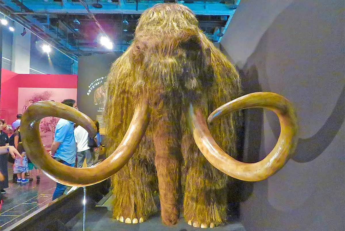 Are Woolly Mammoths Coming Back? PetMojo