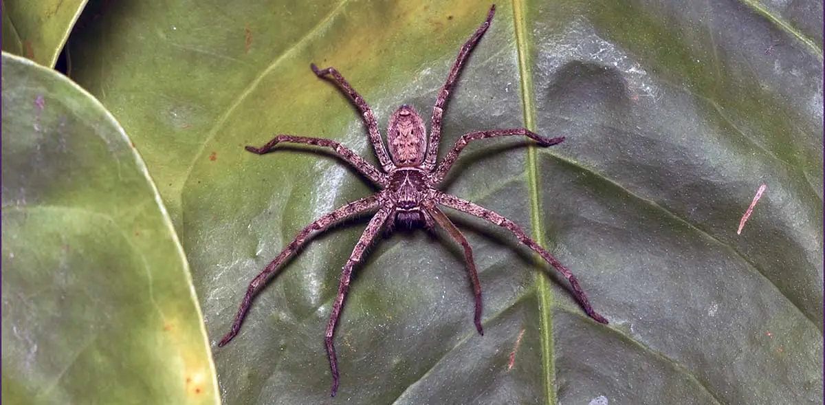 Exploring Arachnid Intelligence Do Spiders Have Brains? PetMojo
